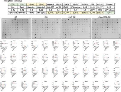 Angiotensin-II type 2 receptor-mediated renoprotection is independent of receptor Mas in obese Zucker rats fed high-sodium diet